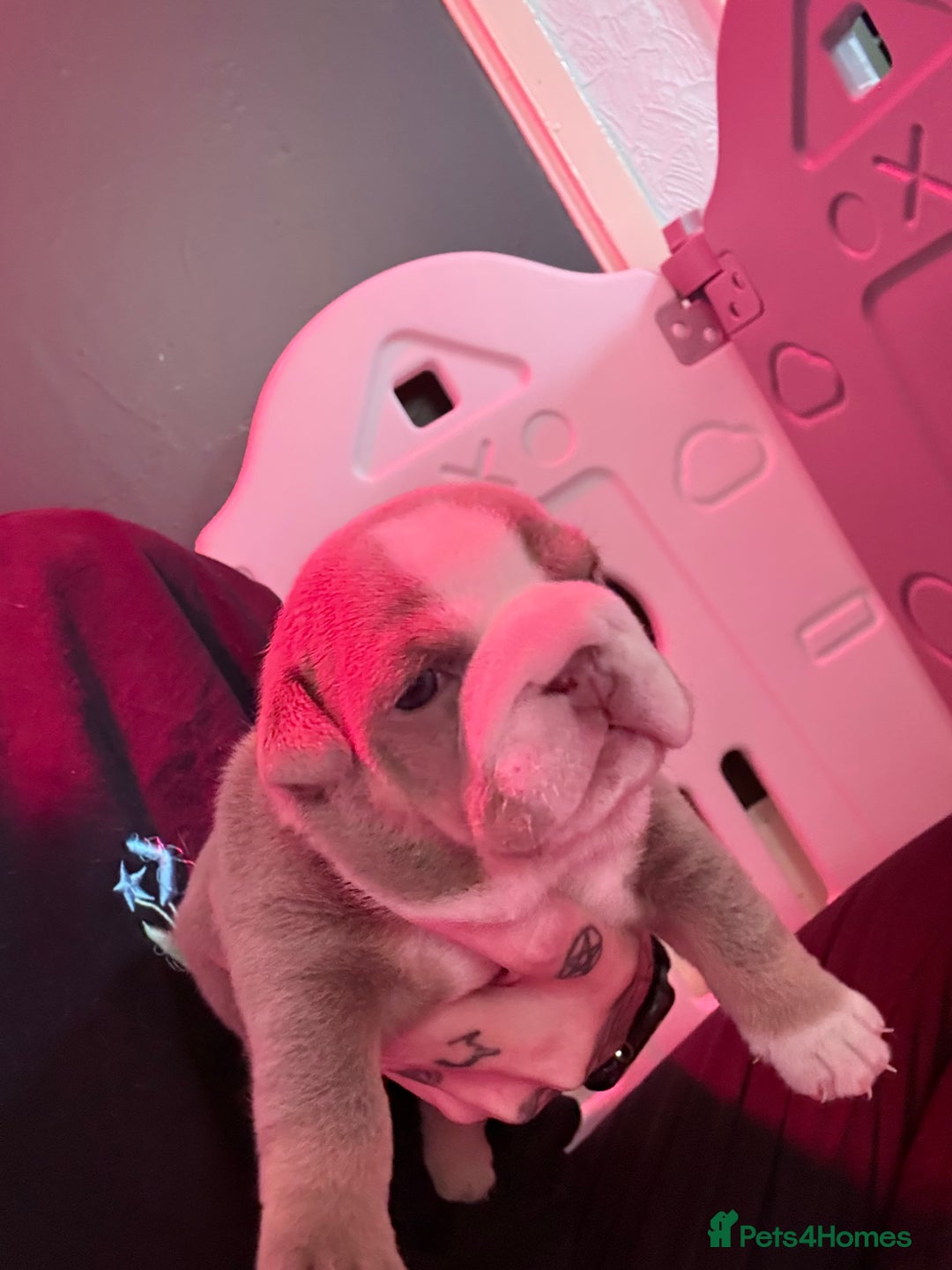 English Bulldog dogs for sale: Beautiful litter of blue fawn English bulldogs - Image 7