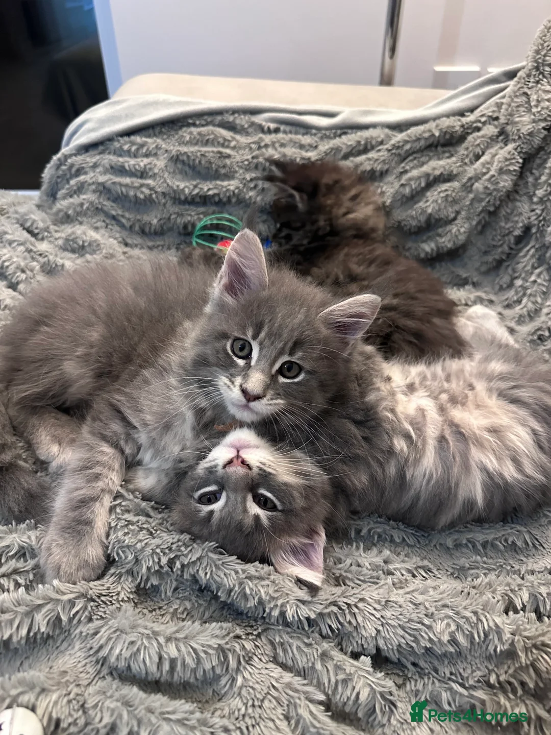 Maine Coon cats for sale: ✨Last 2 Gorgeous Pure Breed Maine Coon Kittens✨ - Advert 7