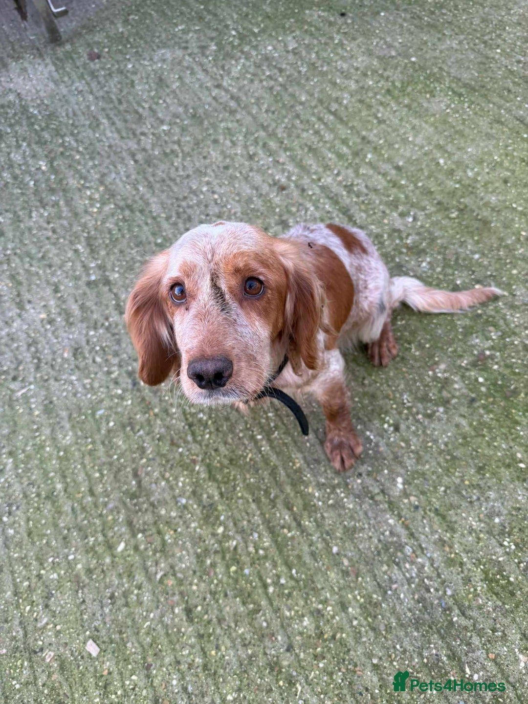 Cocker Spaniel dogs for sale: Cocka spaniel - Advert 5