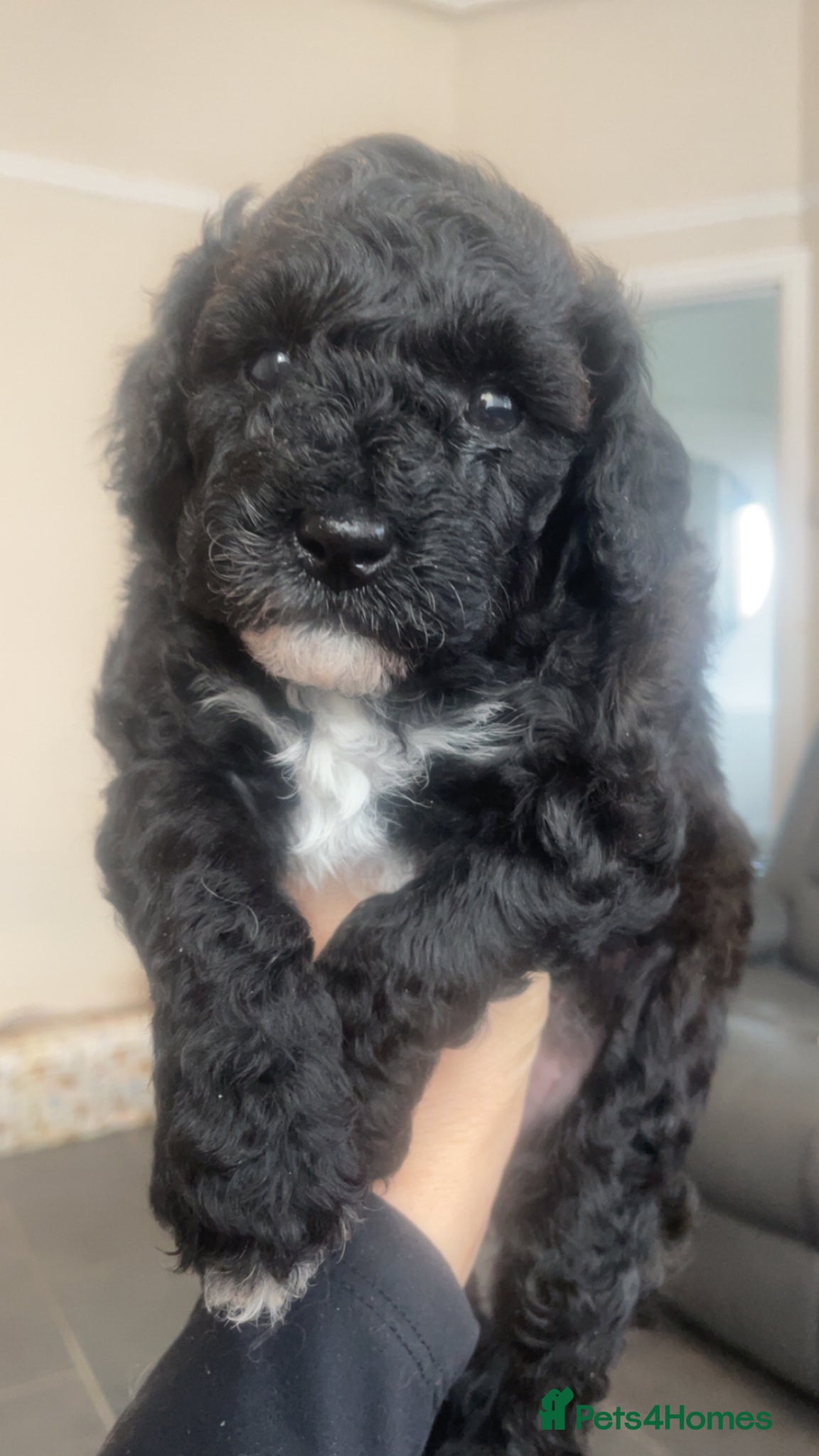 Poochon dogs 3 Adorable poochons left 🐶❤️ - Advert 13