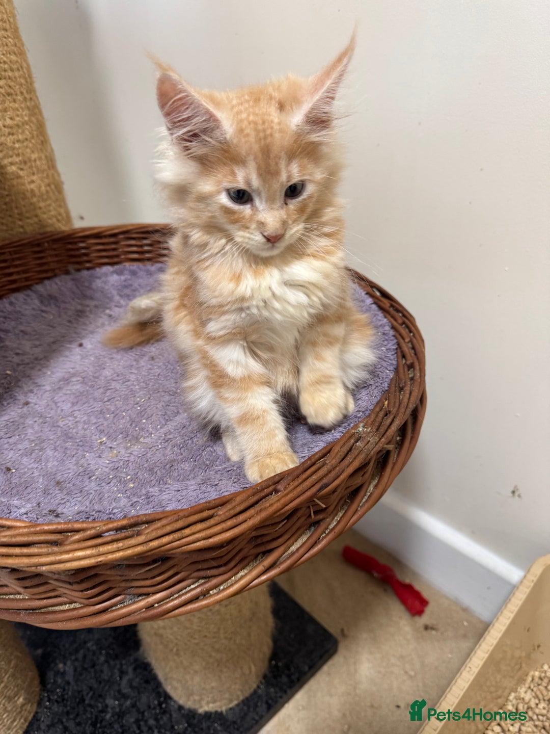 Maine Coon cats for sale: Beautiful GCCF kittens various colours - Image 29