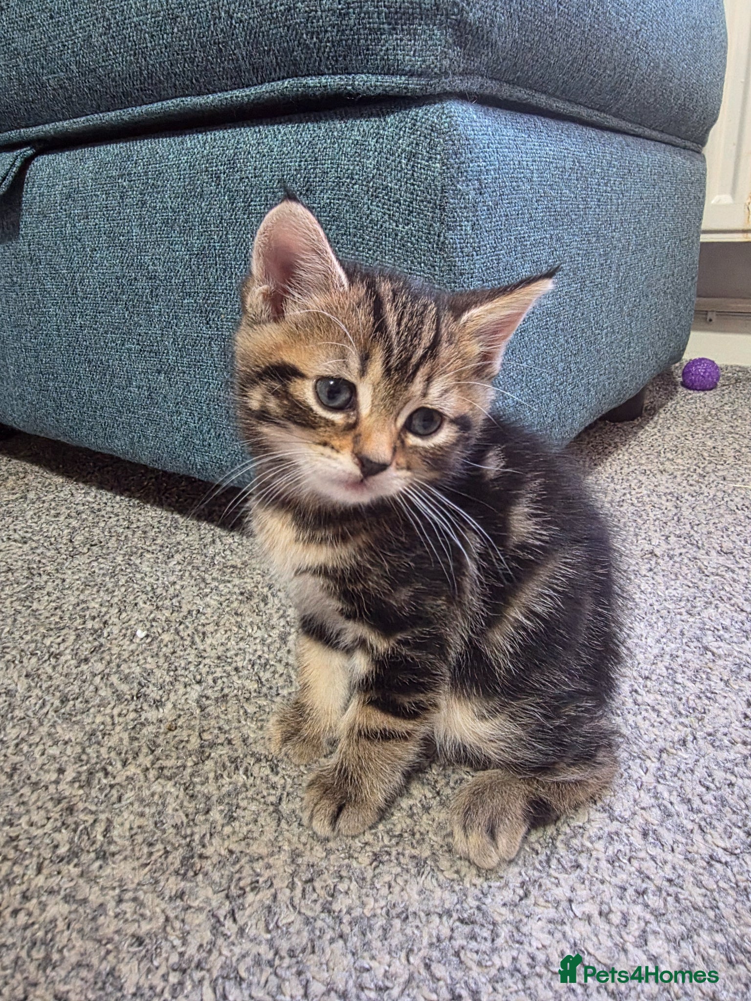 Mixed Breed cats 1 Tabby boy left - Advert 10