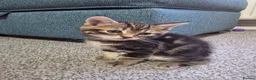 Mixed Breed cats for sale: 1 Tabby boy left in Gillingham - Advert 1