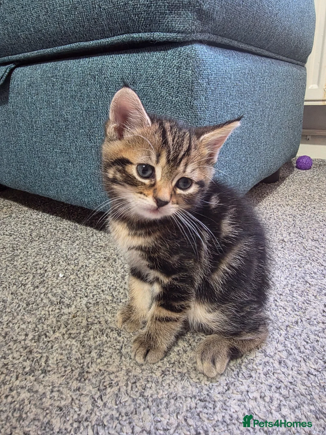 Mixed Breed cats for sale: 1 Tabby boy left in Gillingham - Advert 1