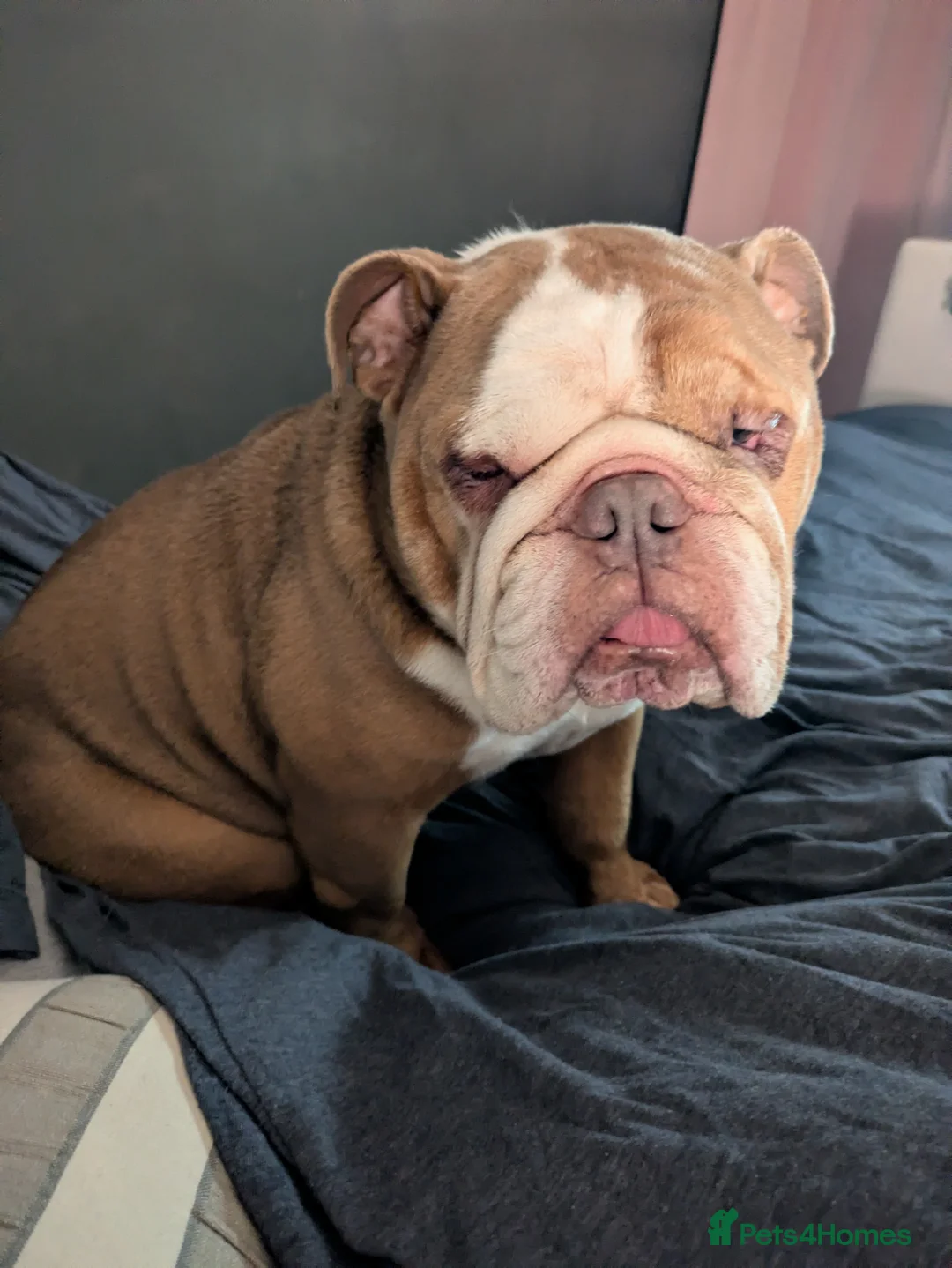 English Bulldog dogs for sale: Loving English Bulldog  - Advert 4