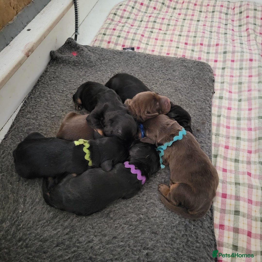 Field Spaniel dogs for sale: Field Spaniel Puppies for Sale – Lovable & Ready! - Image 11