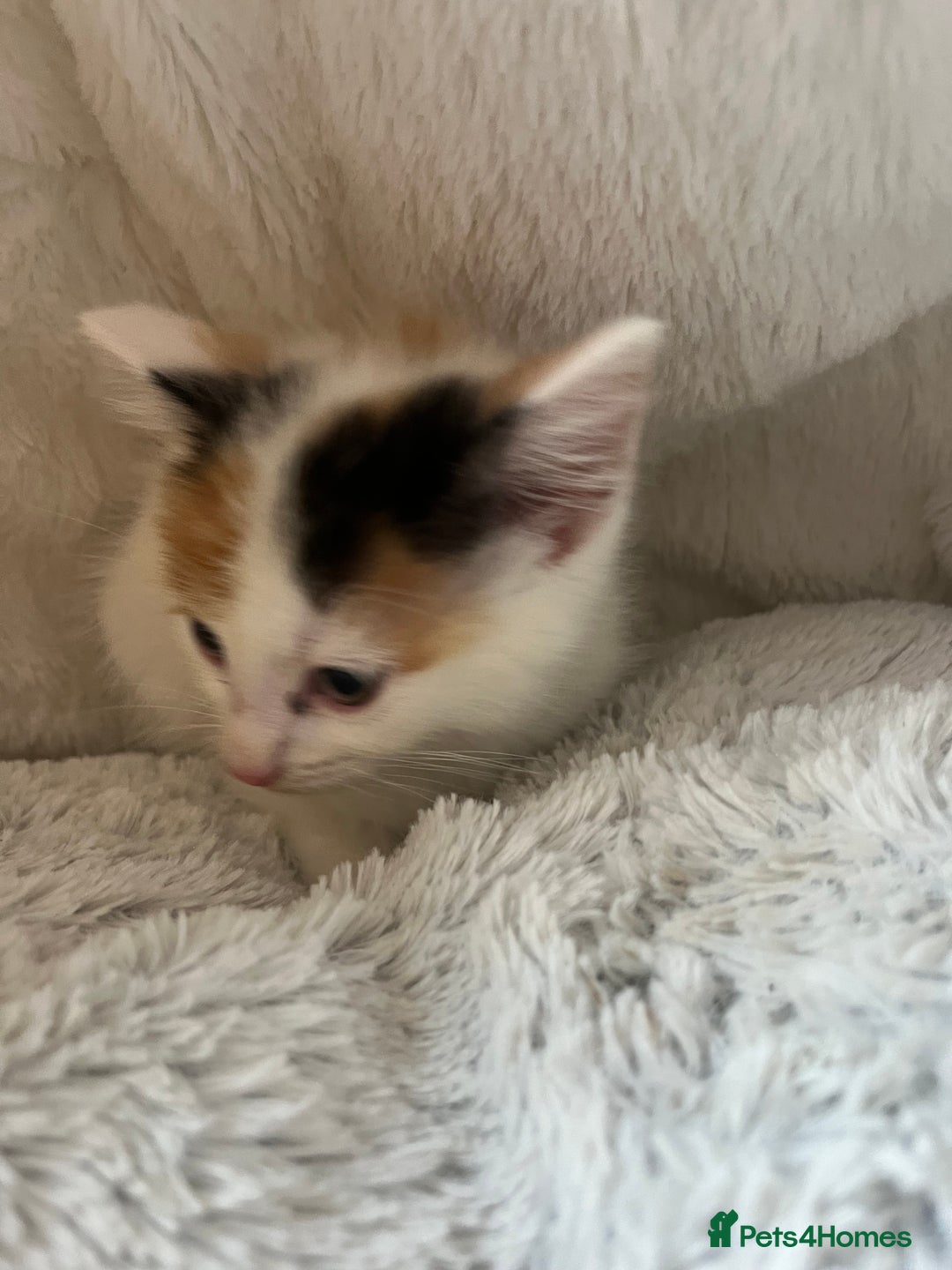 Mixed Breed cats for sale: 🐾 8 week Beautiful Girl Kitten - Advert 6