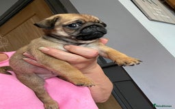 Pug dogs for sale:  Deep apricot multi champion pedigree pug puppies  in Bolton - Image 1