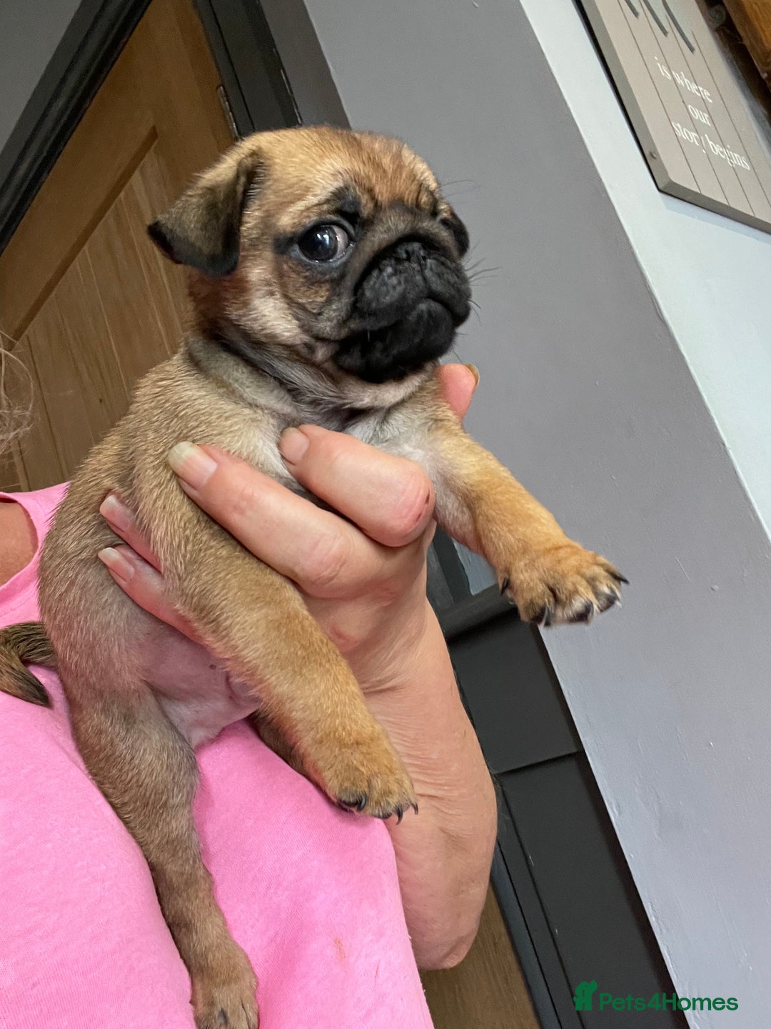 Pug dogs for sale:  Deep apricot multi champion pedigree pug puppies  in Bolton - Image 1