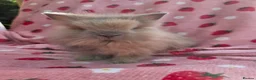 Lionhead rabbits for sale: Fluffy Teddy lion head x Angora ☆8weeks ready now - Advert 21