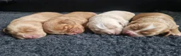 Cocker Spaniel dogs for stud: Kai - Desert Seeker Nithvalley for public Stud - Advert 4