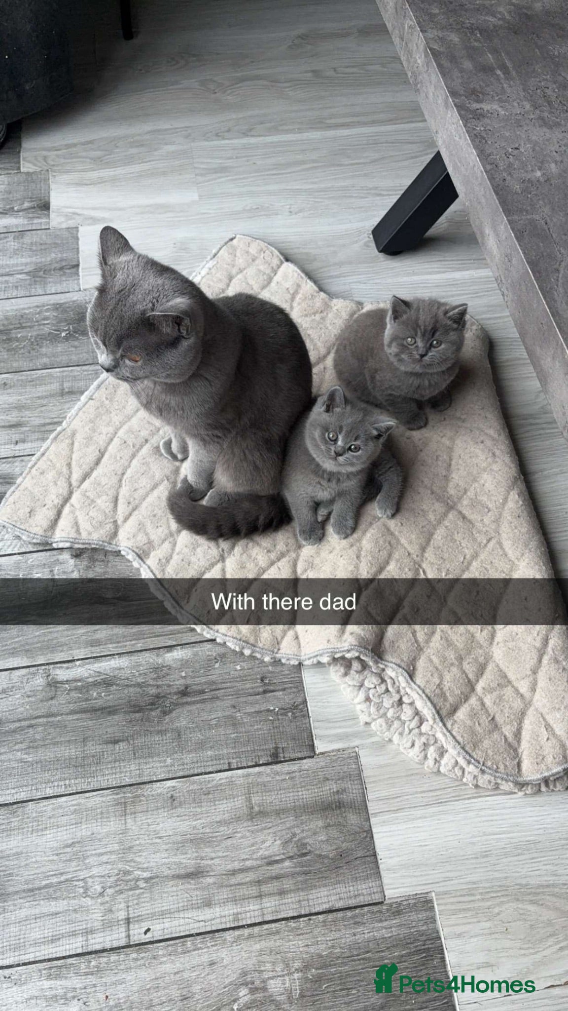 British Shorthair cats 3 fluffy kittens  - Advert 1