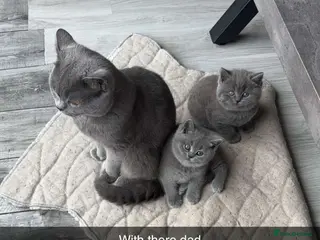 British Shorthair cats 3 fluffy kittens - Advert 1