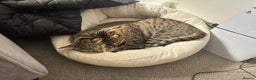 Savannah cats for sale: 2 Loving Brothers (Savannah Breed) - Advert 4