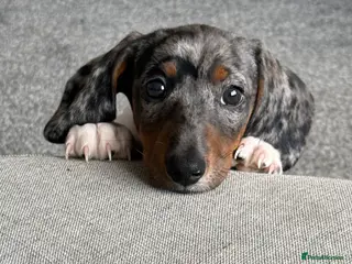 Miniature Dachshund dogs Miniature dachshund- rehoming - Advert 2