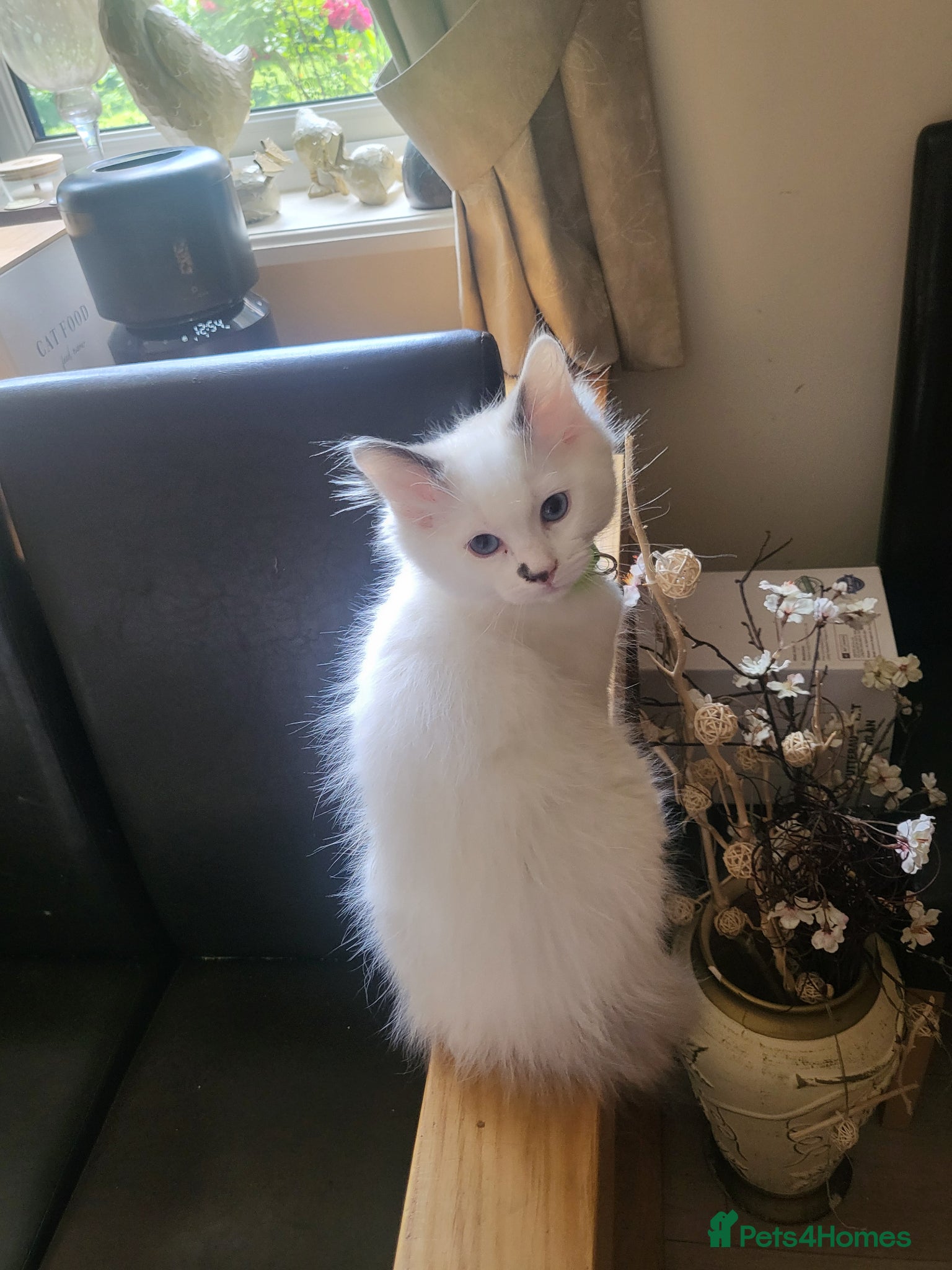 Ragdoll cats for sale: Exquisite pure ragdoll kittens  - Advert 7