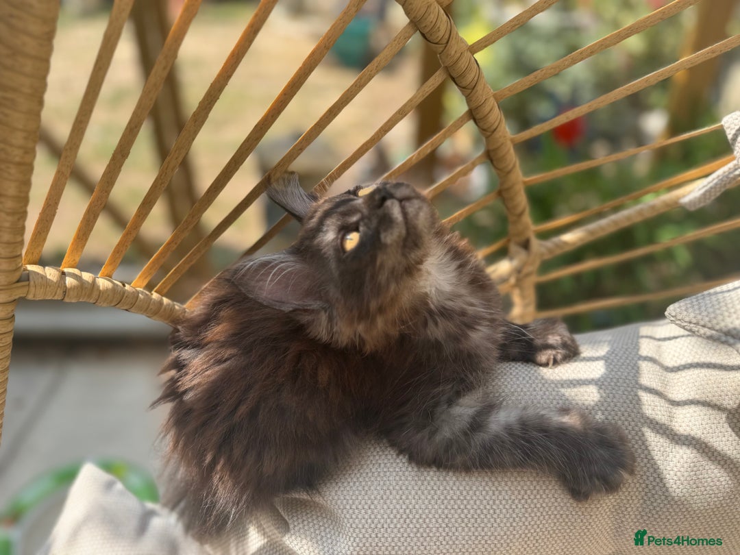Maine Coon cats for sale: Stunning Black Smoke TiCA kittens  - Image 21