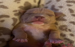 American Bully dogs for sale: Pocket bully female GREAT bloodline READY to leave - Image 28