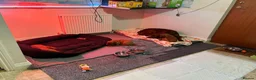 Irish Setter dogs for sale: Irish Setter Puppy - Advert 6