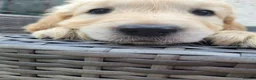 Golden Retriever dogs for sale: 3x KC golden retriever pups, ready 22nd June - Advert 5