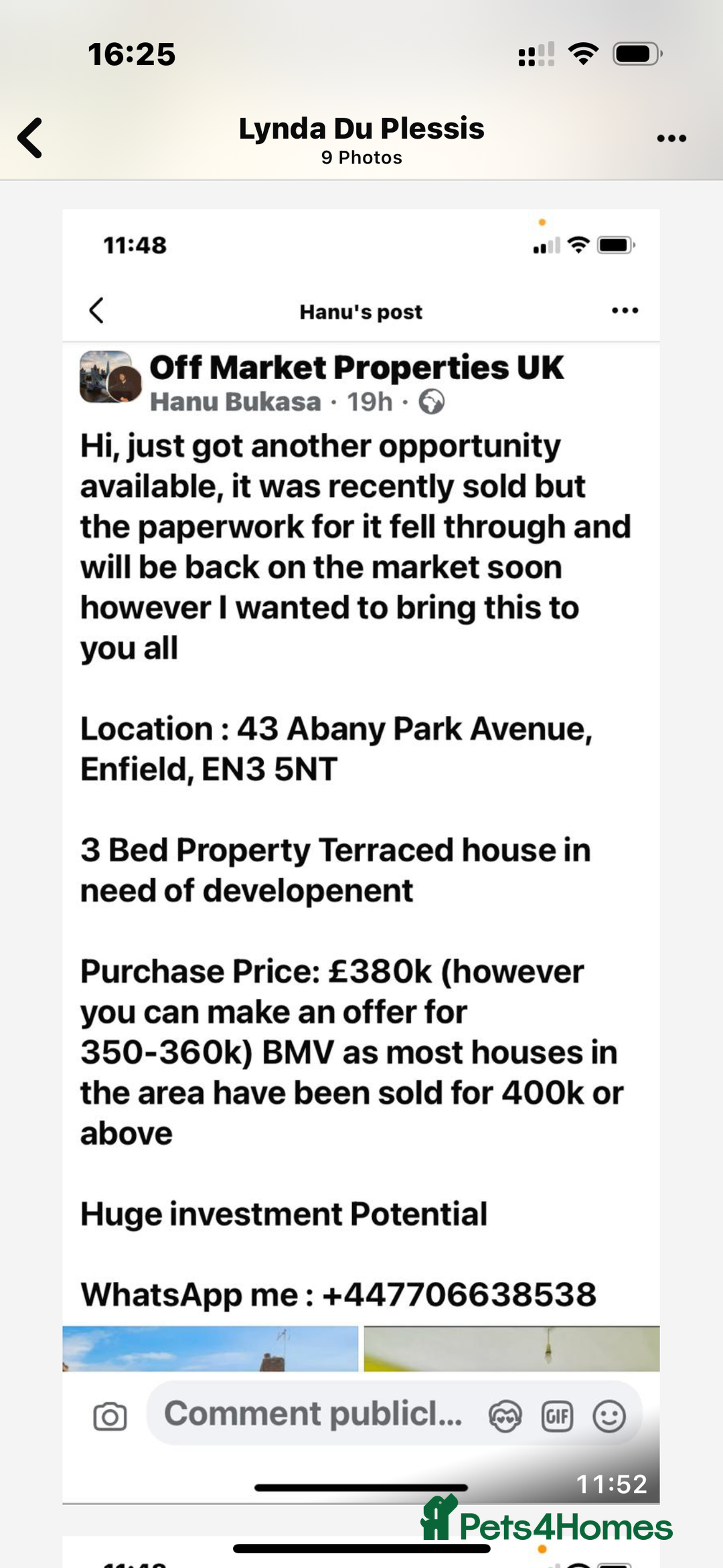 Mixed Breed cats for sale: Mixed Maine Coon & Randall Mix - Advert 8