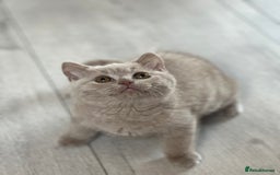 British Shorthair cats for sale: British shorthair & longhair Great Pedigree  - Image 4