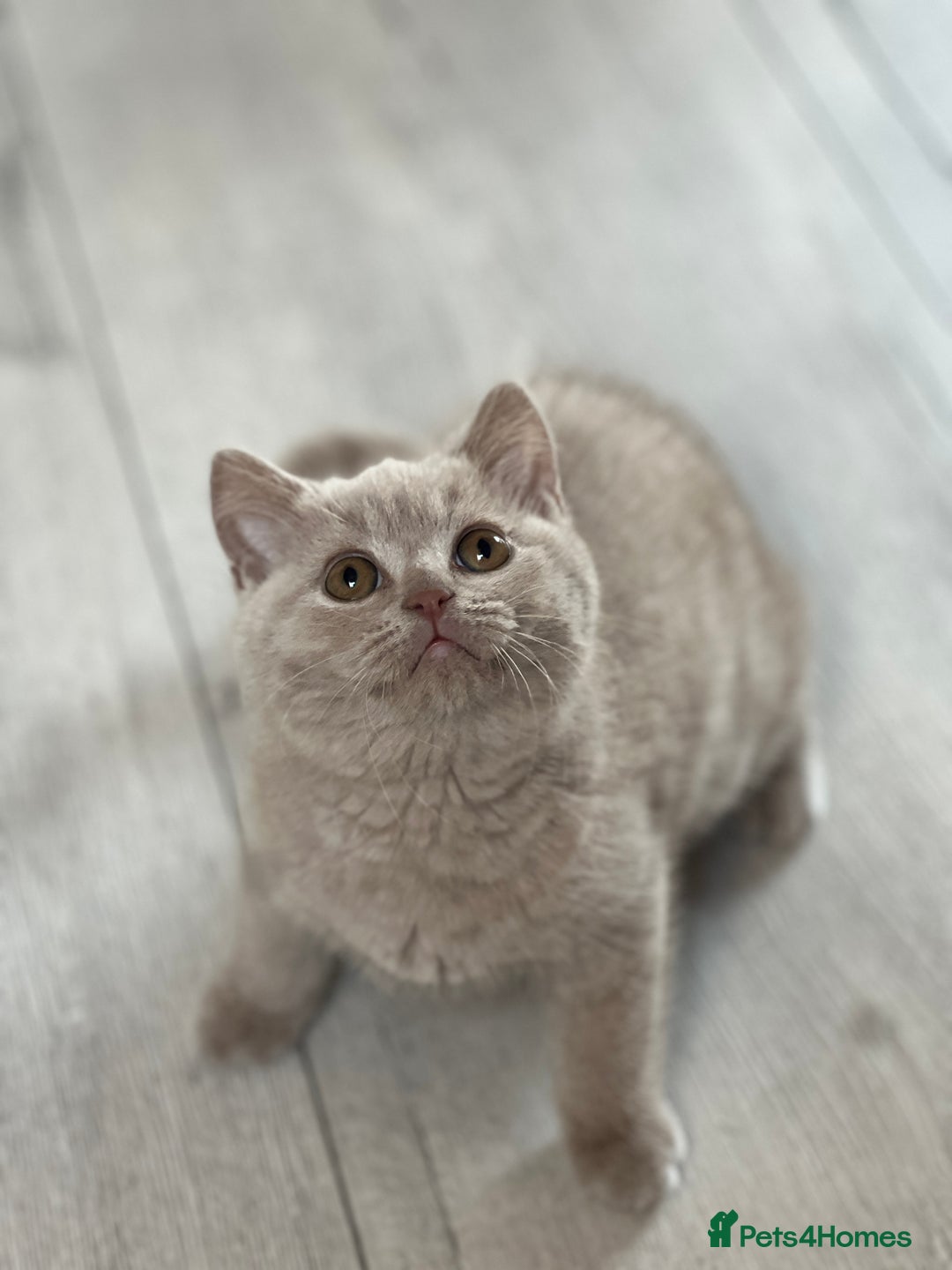 British Shorthair cats for sale: British shorthair & longhair Great Pedigree  - Image 4