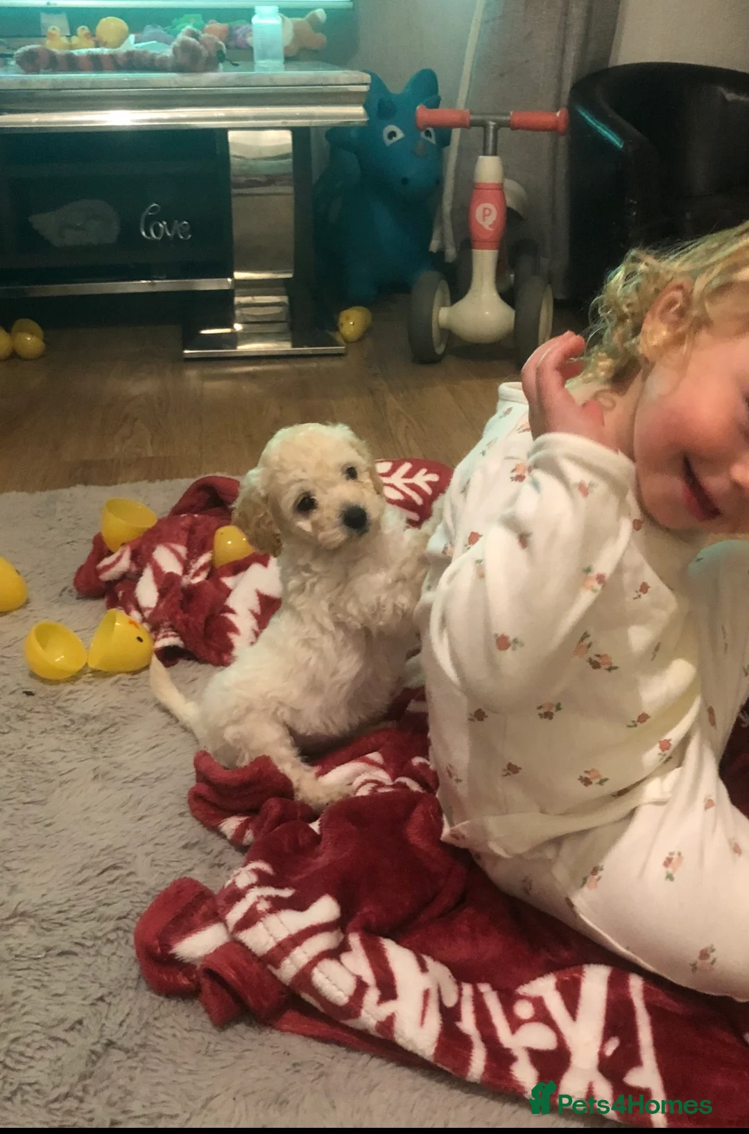 Miniature Poodle dogs for sale: stunning litter of pure bred miniature poodles - Advert 2