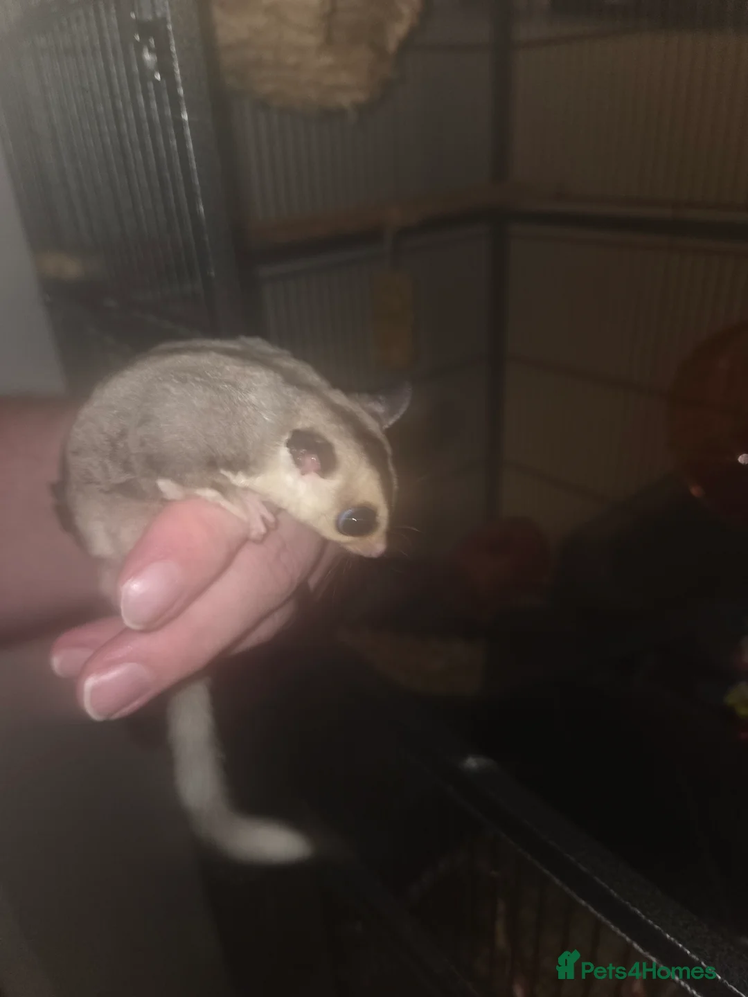 Sugar Glider rodents for sale: Sugar Gliders - Advert 3
