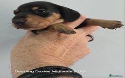 Miniature Dachshund dogs for sale: Shorthaired Minature Daschunds  - Image 10