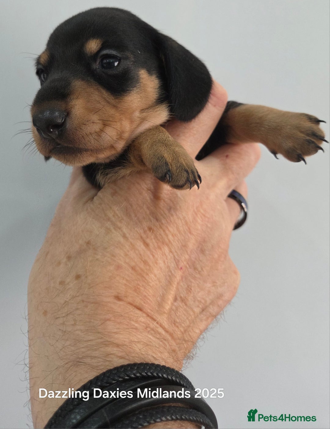 Miniature Dachshund dogs for sale: Shorthaired Minature Daschunds  - Image 10