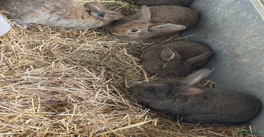 Continental Giant rabbits - Advert 1
