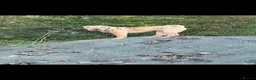 Shar Pei dogs for stud: Looking for a stud  - Advert 3