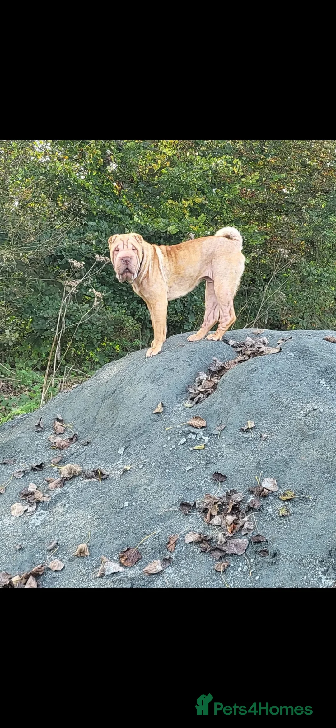 Shar Pei dogs for stud: Looking for a stud  - Advert 3