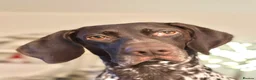 German Shorthaired Pointer dogs for sale: 🐾Last Boy Available! KC Registered GSP Puppy - Advert 8