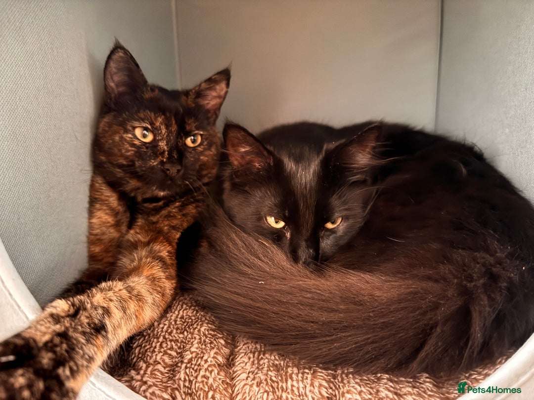 Mixed Breed cats for sale: 7 month old brother & sister looking for new home - Advert 24