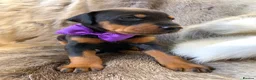 Dobermann dogs for sale: *KC REGISTERED* HEALTH TESTED DOBERMAN PUPPIES* - Advert 26
