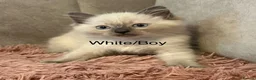 Ragdoll cats for sale: Bi-colour Ragdoll Kittens,Choc & Blue Sealpoint - Advert 5