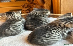 British Shorthair cats for sale: Silver Tabby also Brown Spotted Kittens - Image 20