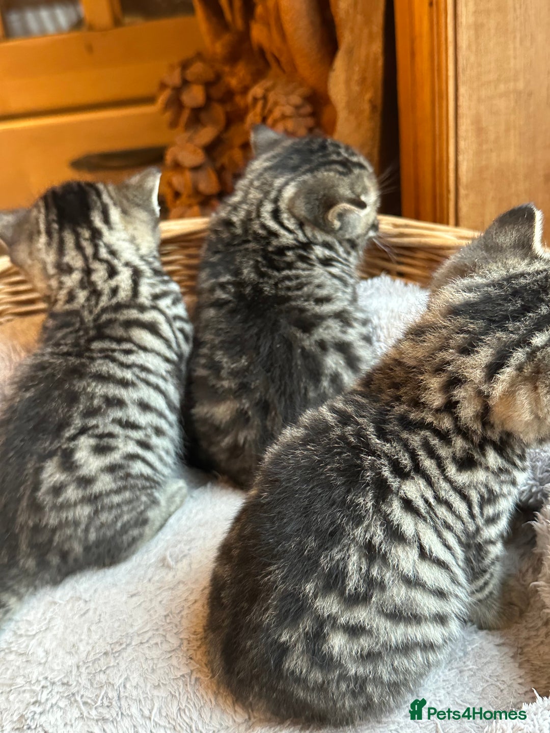 British Shorthair cats for sale: Silver Tabby also Brown Spotted Kittens - Image 20