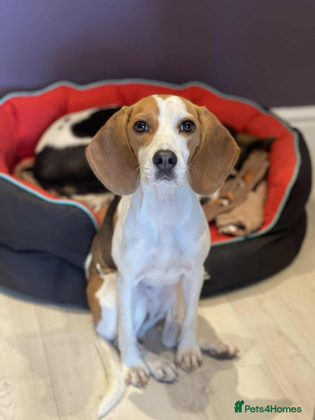 Dog Breed Adult Male Beagle When Is A Beagle Full Grown