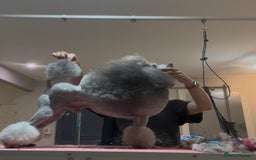 Miniature Poodle dogs for stud: Exceptional Crufts Qualified Silver mini poodle  in Blackpool - Image 1