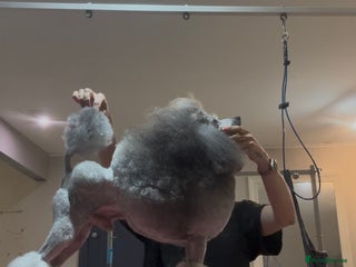 Miniature Poodle dogs in Blackpool - Advert 1