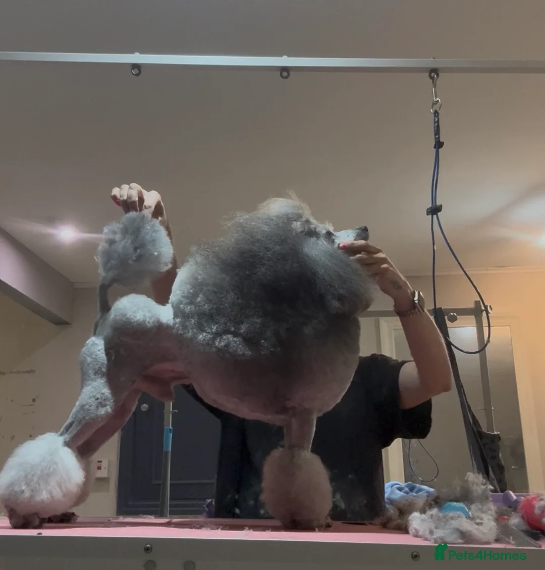 Miniature Poodle dogs for stud: Exceptional Crufts Qualified Silver mini poodle  - Advert 1