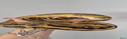 Python Snake reptiles for sale: Ball Pythons (please reade description) - Advert 3