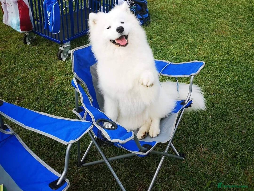 Samoyed dogs for sale: RKC Samoyed Puppies – Champion Bloodlines - Advert 13