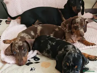 Miniature Dachshund dogs Beautiful Harlequin Dachshund Puppies - Advert 6