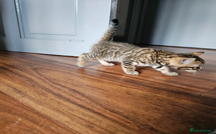 Bengal cats - Advert 4