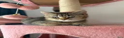 British Longhair cats for sale: 5 kittens ready for new family negotiate available - Advert 25