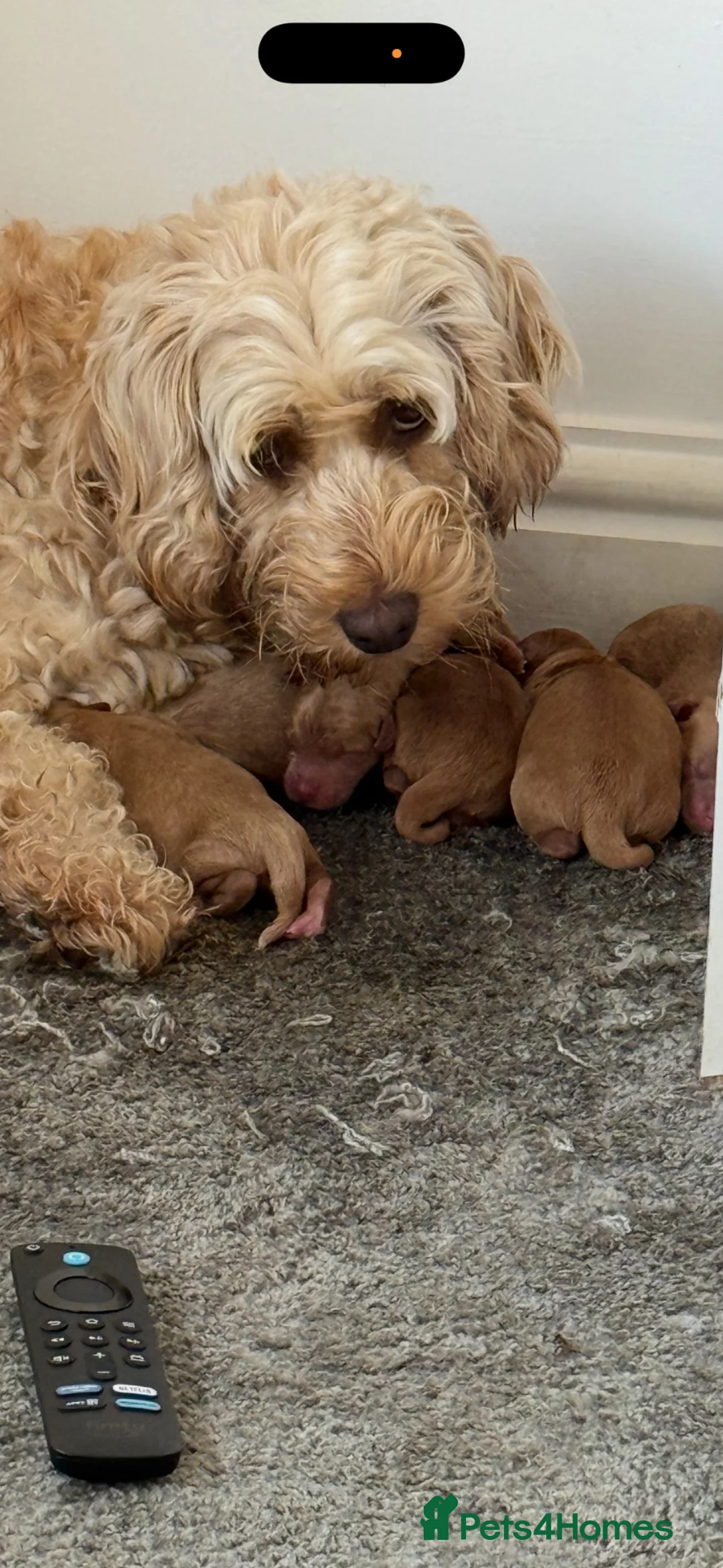 Cockapoo dogs for sale: Gorgeous F2 cockapoos  in Sheffield - Advert 11
